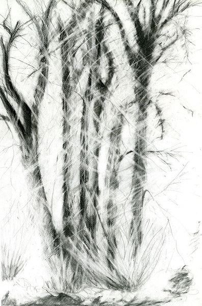 Tree Sketch, 2015. Print by Abby Goldstein