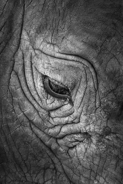 Elephant Eye, 2013. Print by Greg Henderson