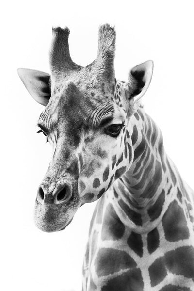 Giraffe, 2013. Print by Greg Henderson