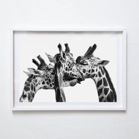 Triplets - Giraffe III, 2013. Print by Greg Henderson