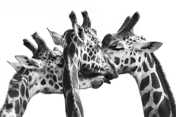 Triplets - Giraffe III, 2013. Print by Greg Henderson