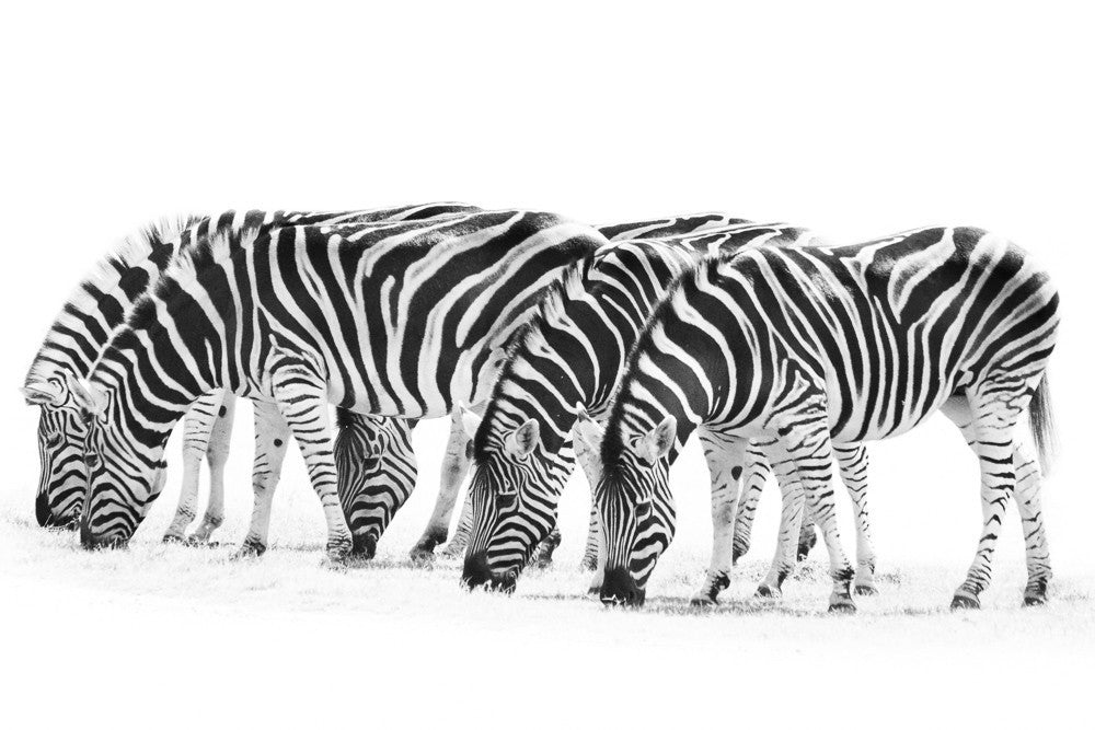 Zebras, 2013. Print by Greg Henderson