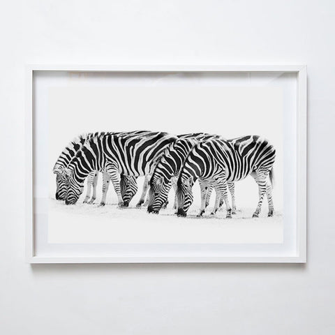 Zebras, 2013. Print by Greg Henderson