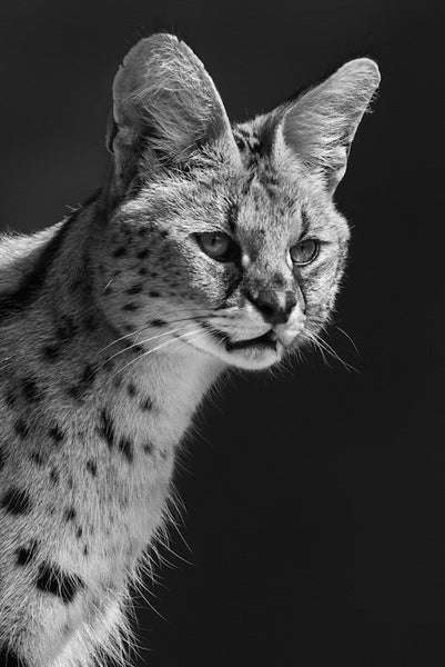 Lynx, 2013. Greg Henderson