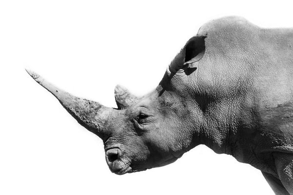 Rhino, 2013. Print by Greg Henderson
