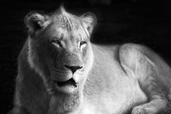 Lioness 2013. Greg Henderson