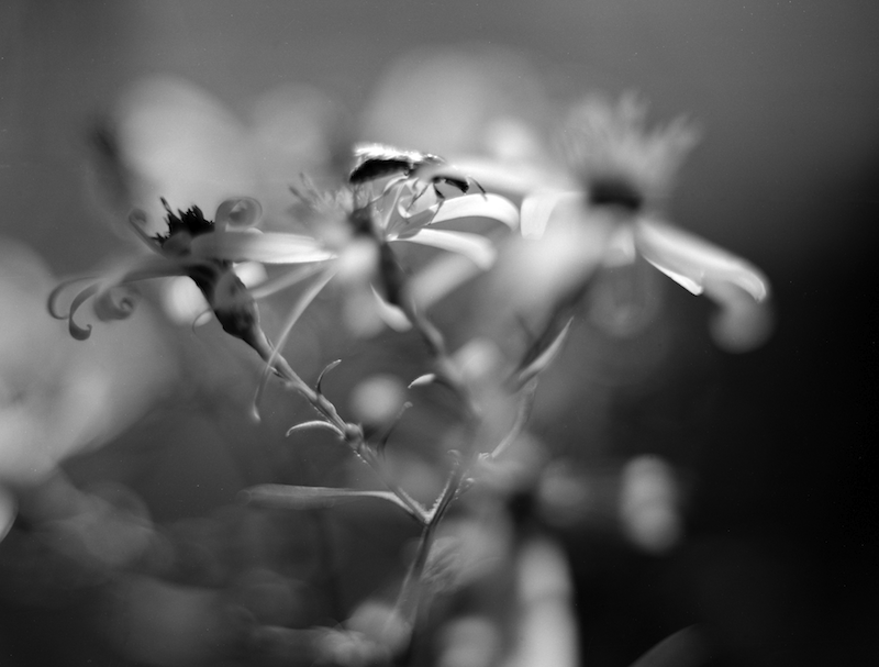 Asters & Bee, Suzy Kunz 2000