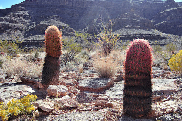 Nevada Cacti, 2015. Print by Tamika Keioskie